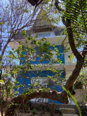 OccA Pipa Studio Arara-azul